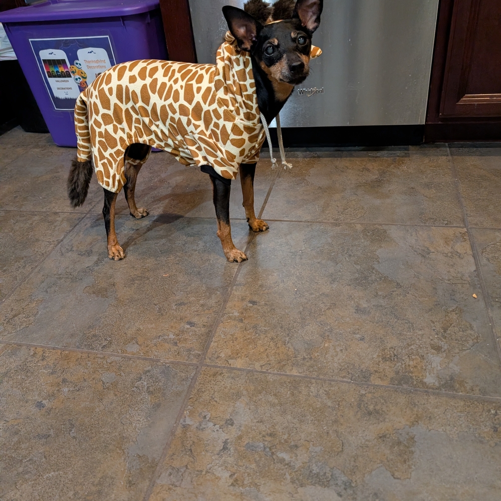 Giraffe Print Dog Hoodie